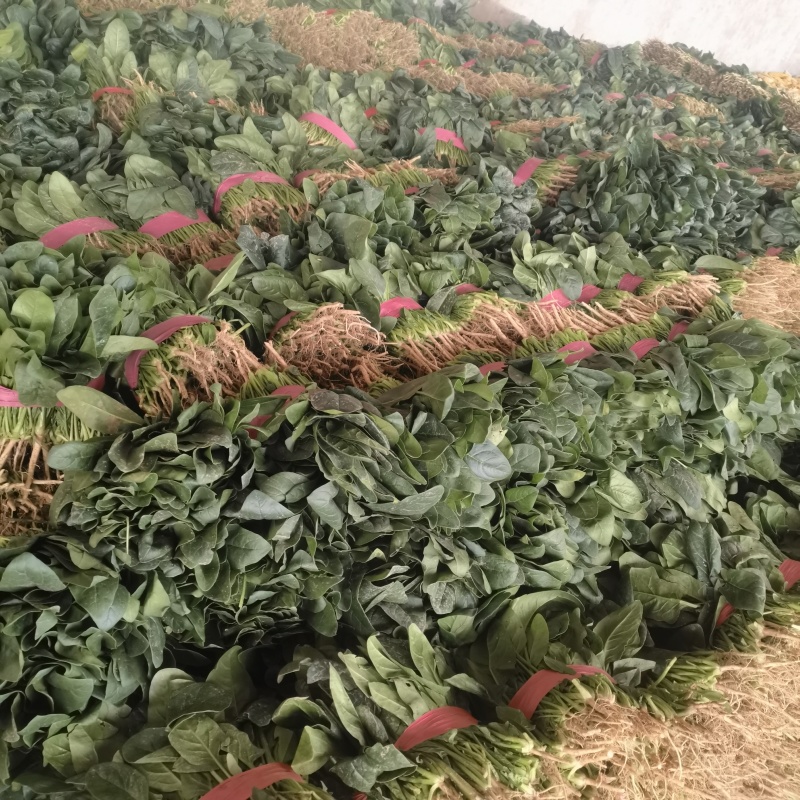 产地河南省安阳市滑县万亩瓜果蔬菜基地直供大棚菠菜