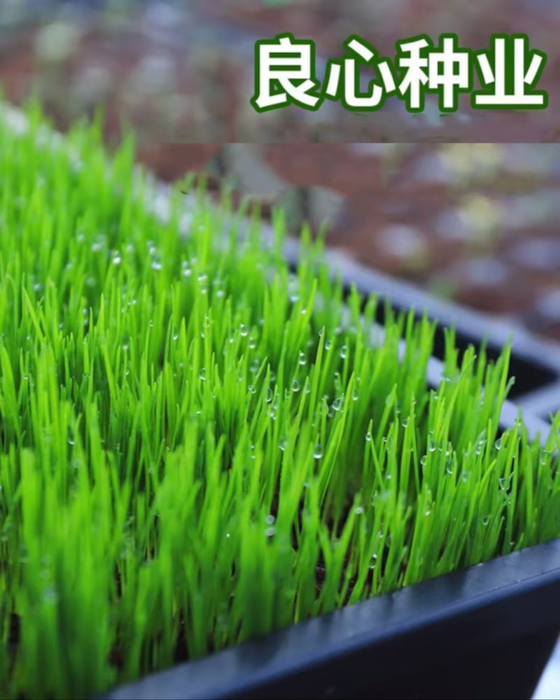 多年生草坪种子黑麦草耐践踏免修剪复绿快返青早蓝标草坪种子
