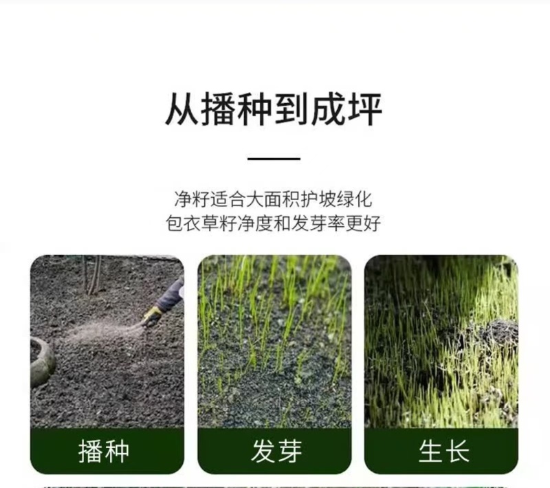 多年生草坪种子黑麦草耐践踏免修剪复绿快返青早蓝标草坪种子