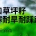 多年生草坪种子黑麦草耐践踏免修剪复绿快返青早蓝标草坪种子