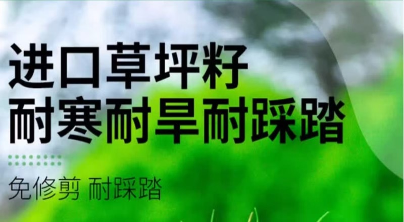 多年生草坪种子黑麦草耐践踏免修剪复绿快返青早蓝标草坪种子