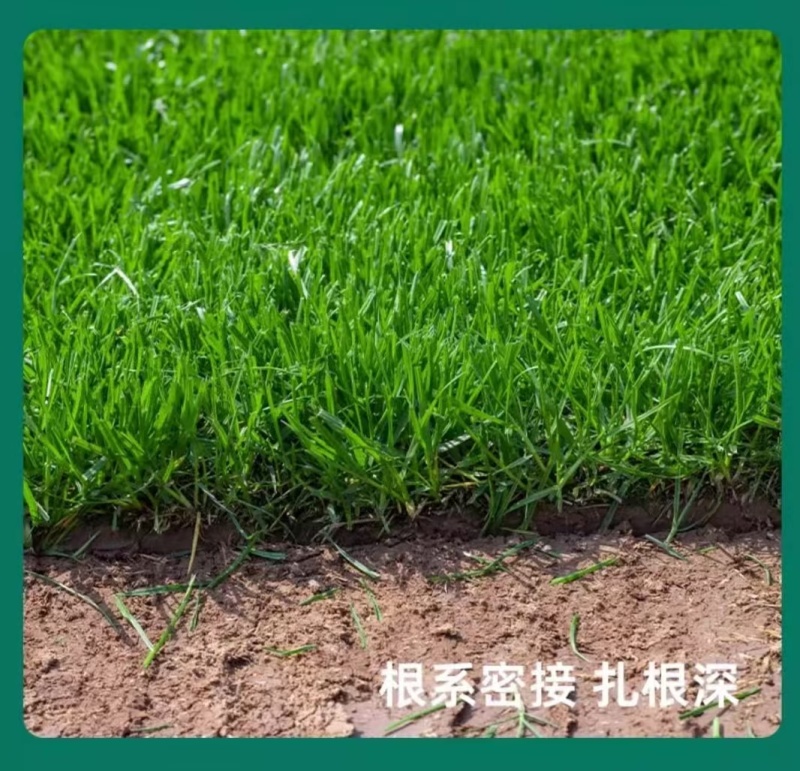 多年生草坪种子黑麦草耐践踏免修剪复绿快返青早蓝标草坪种子