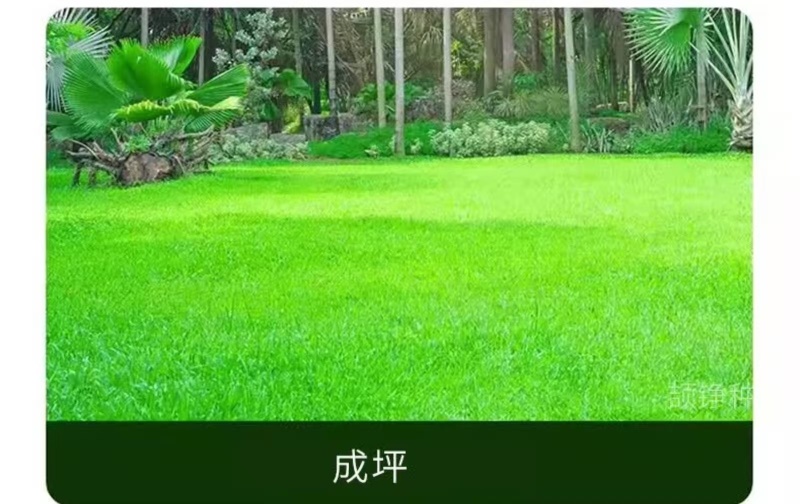 多年生草坪种子黑麦草耐践踏免修剪复绿快返青早蓝标草坪种子