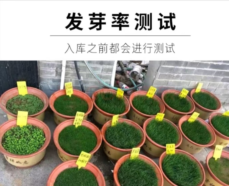 多年生草坪种子黑麦草耐践踏免修剪复绿快返青早蓝标草坪种子