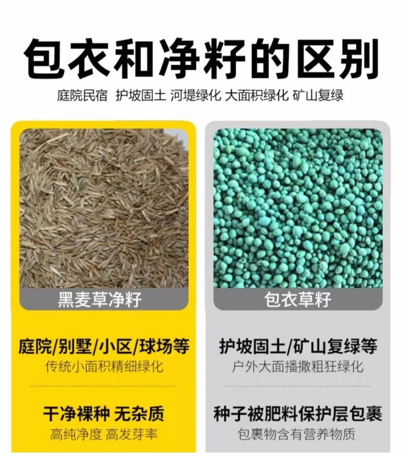 多年生草坪种子黑麦草耐践踏免修剪复绿快返青早蓝标草坪种子