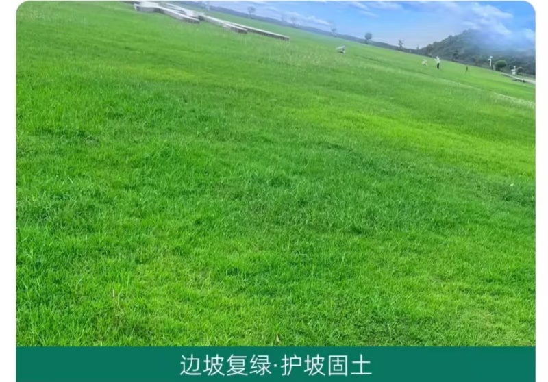 多年生草坪种子黑麦草耐践踏免修剪复绿快返青早蓝标草坪种子