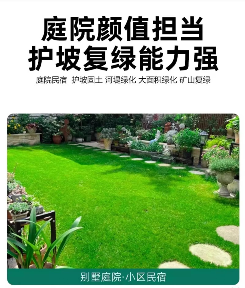 多年生草坪种子黑麦草耐践踏免修剪复绿快返青早蓝标草坪种子