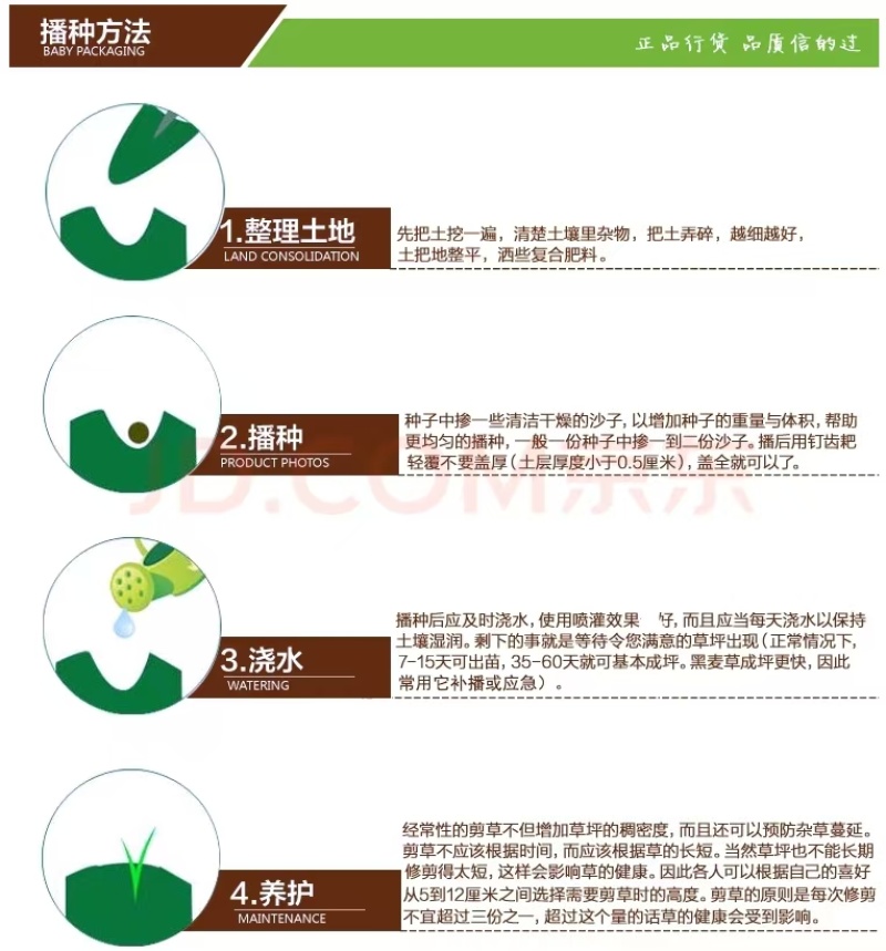 多年生草坪种子黑麦草耐践踏免修剪复绿快返青早蓝标草坪种子