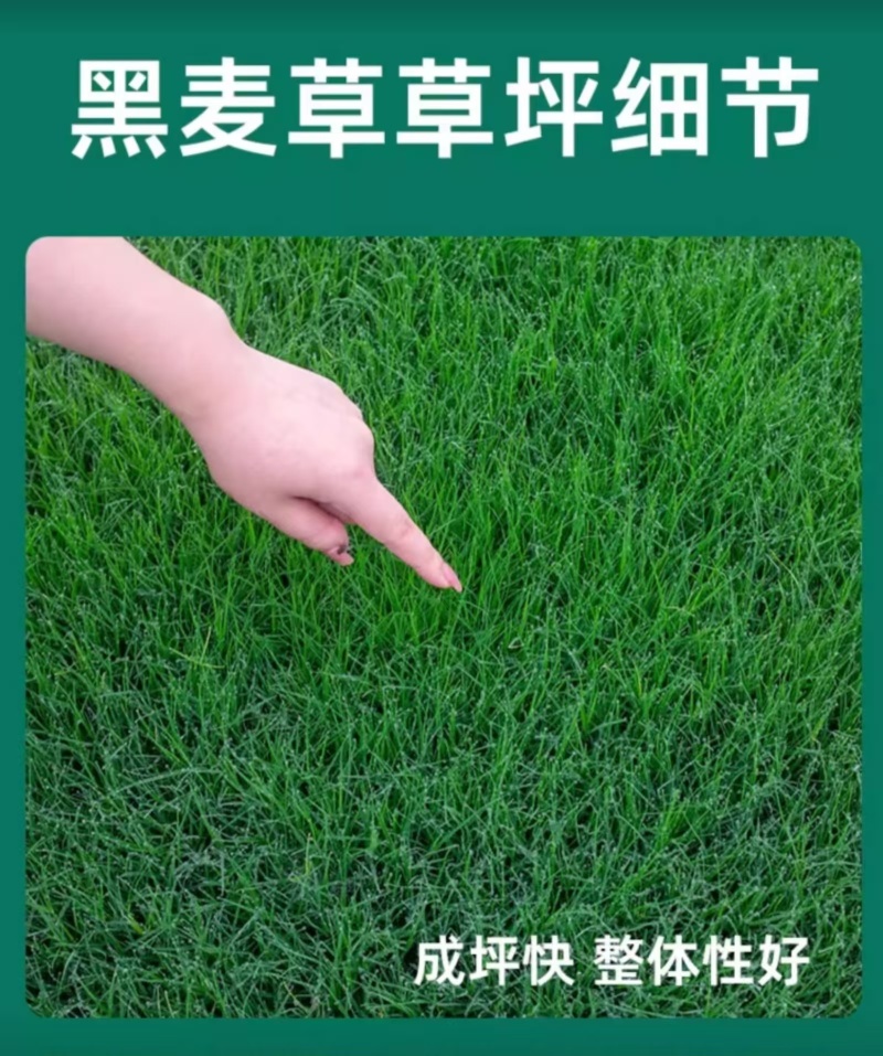 多年生草坪种子黑麦草耐践踏免修剪复绿快返青早蓝标草坪种子
