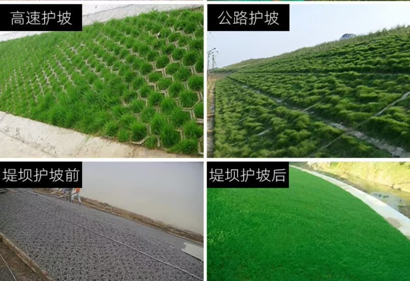 多年生草坪种子黑麦草耐践踏免修剪复绿快返青早蓝标草坪种子