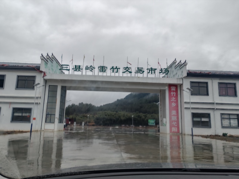 雷竹笋