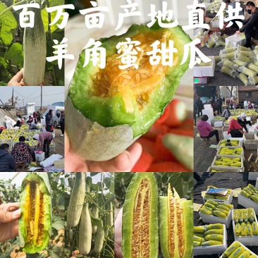 羊角蜜甜瓜，产地直供，对接各大市场，电商，大量供应
