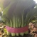 精品小白菜，叶大，帮绿，颗颗均匀，欢迎咨询
