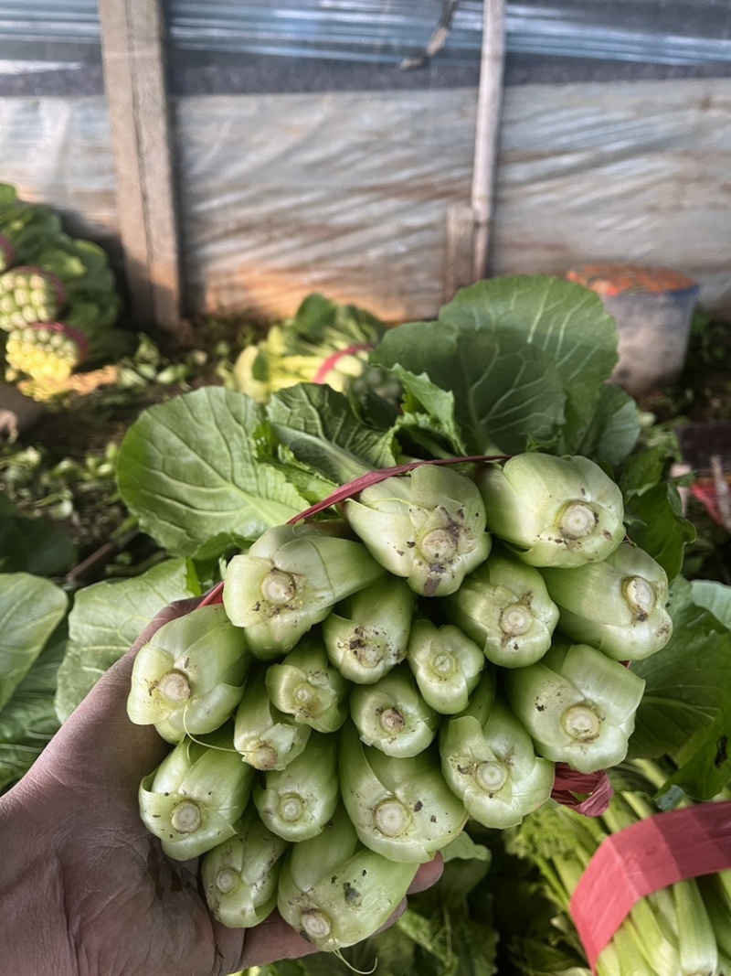精品小白菜，叶大，帮绿，颗颗均匀，欢迎咨询