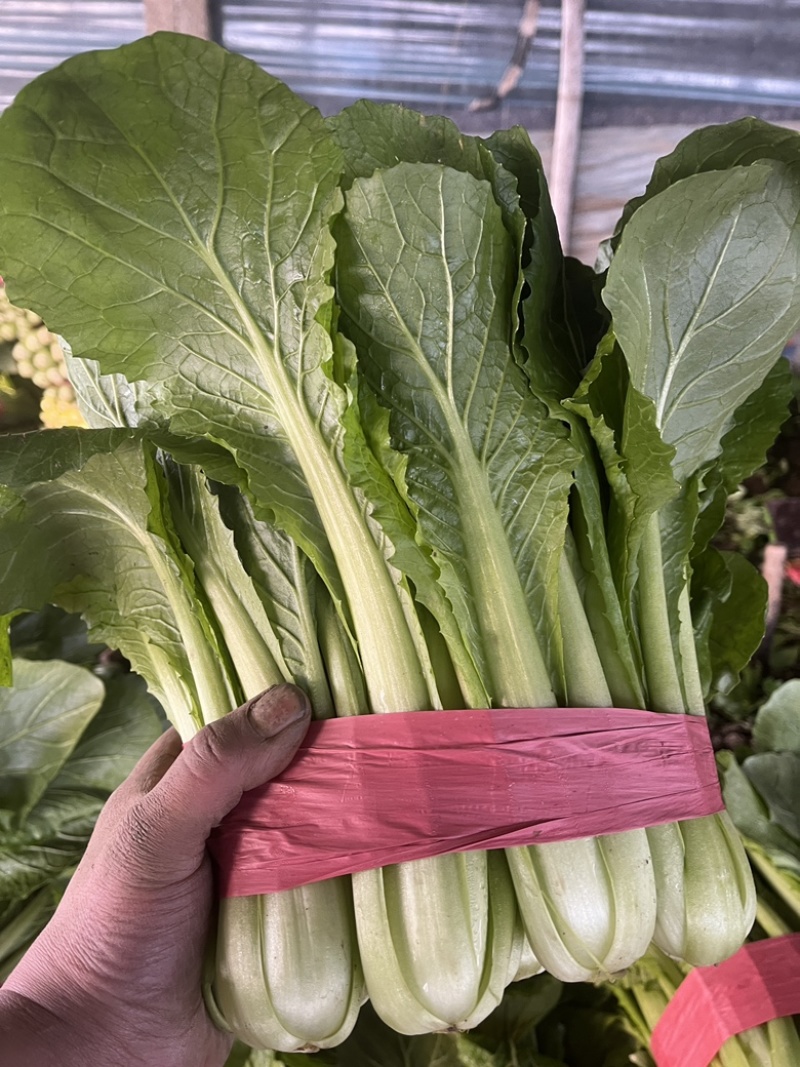精品小白菜，叶大，帮绿，颗颗均匀，欢迎咨询