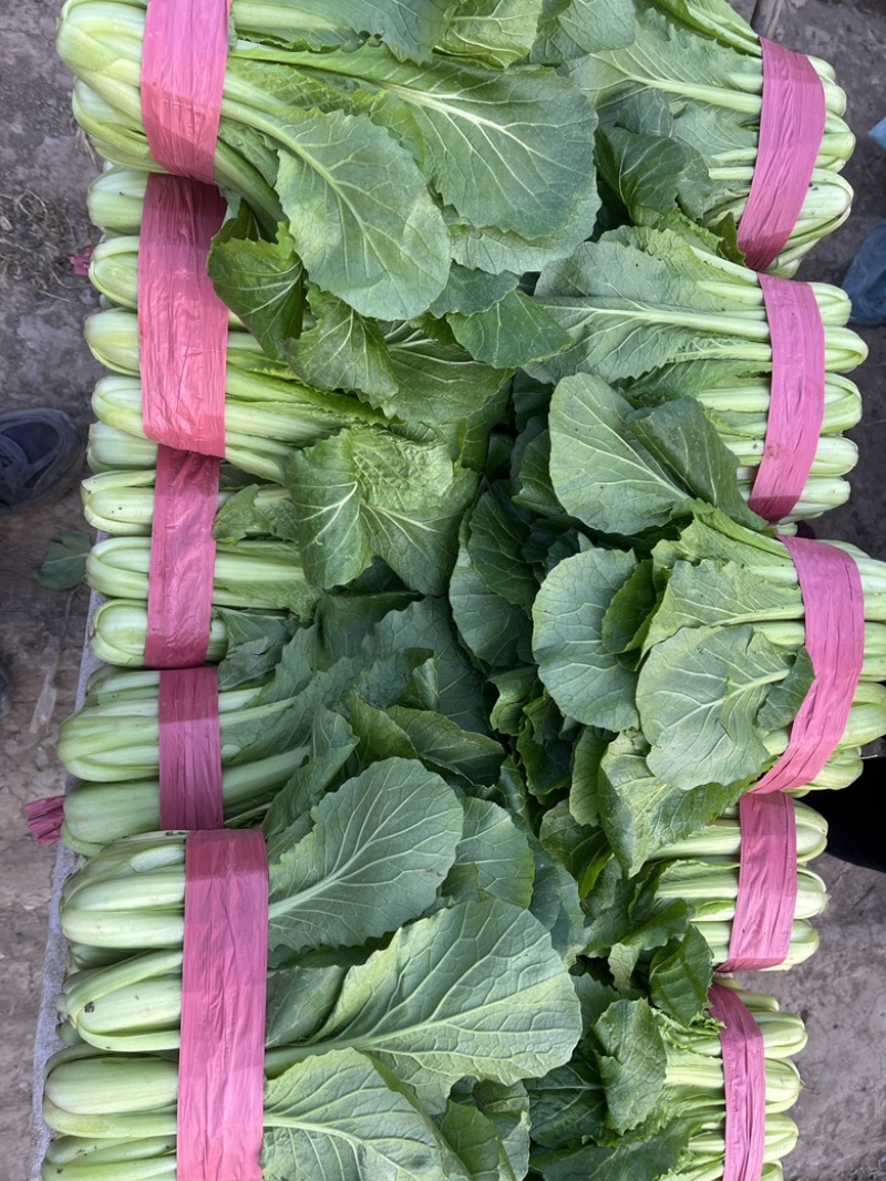 精品小白菜，叶大，帮绿，颗颗均匀，欢迎咨询