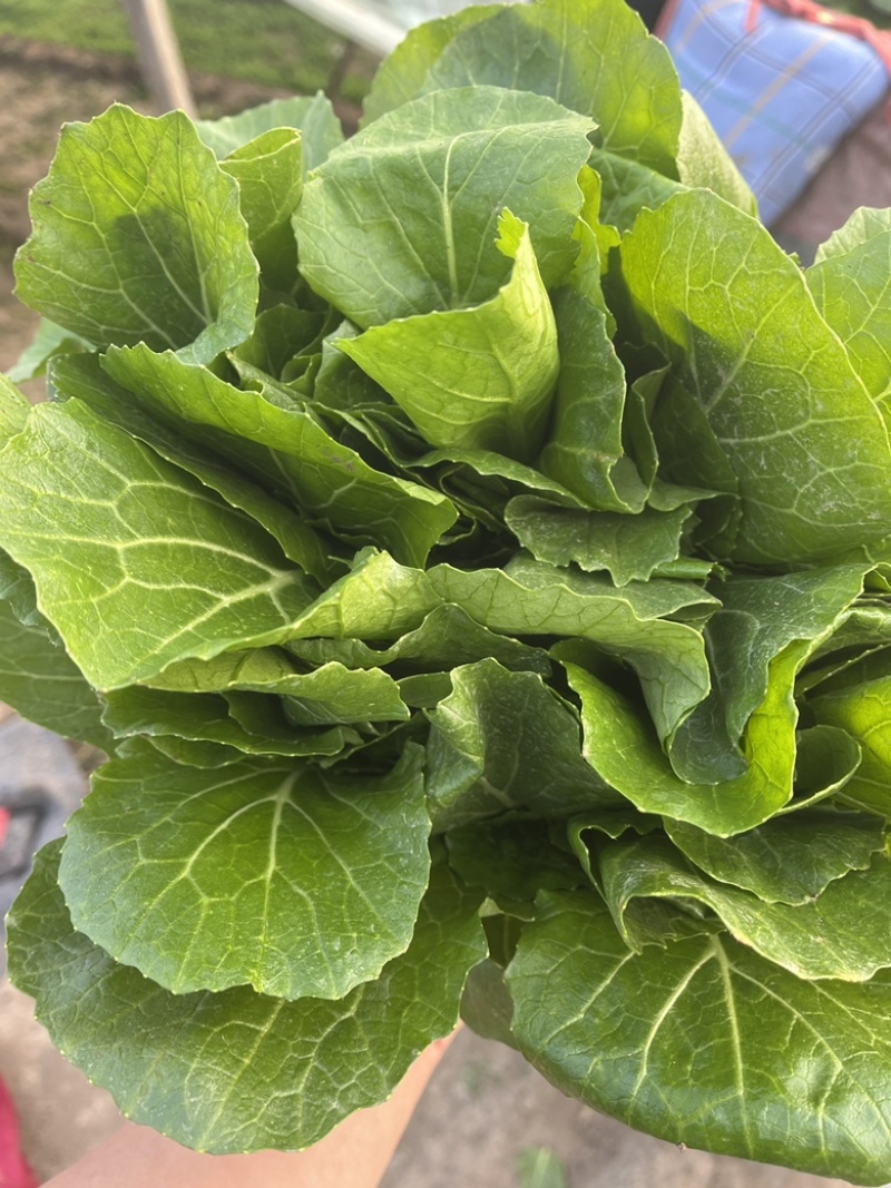 精品小白菜，叶大，帮绿，颗颗均匀，欢迎咨询