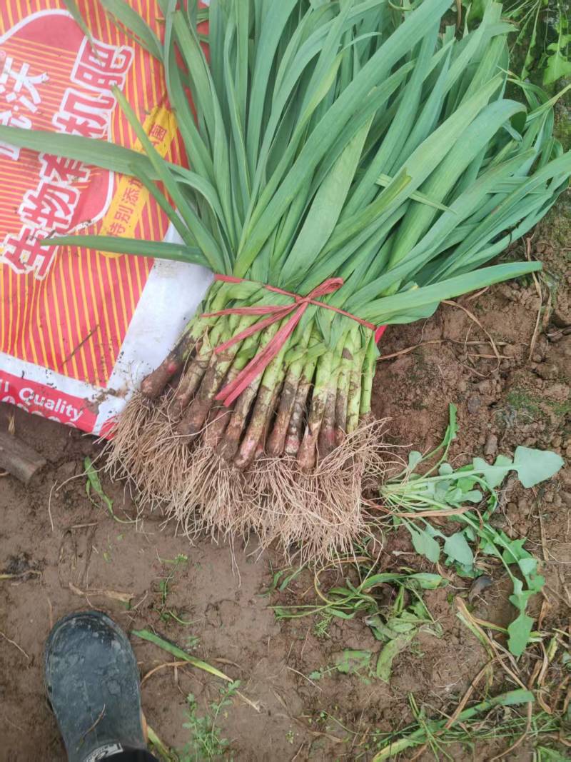 自家基地青蒜苗上市了，欢迎老板考察