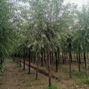 出售直柳，青皮垂柳，黄皮垂柳5到12公分有现货。