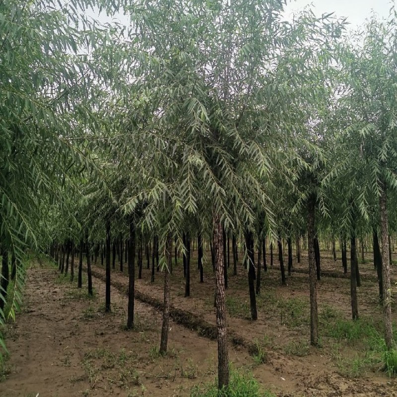 出售直柳，青皮垂柳，黄皮垂柳5到12公分有现货。