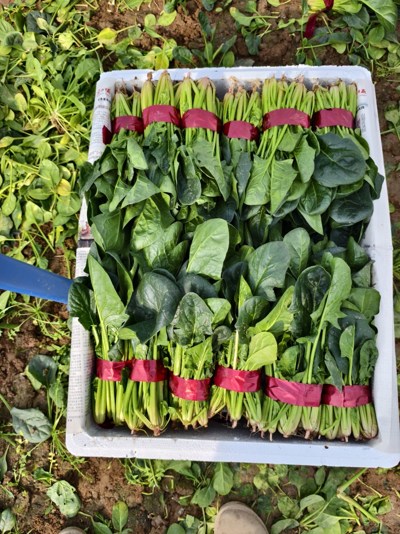 精品菠菜大叶菠菜，新鲜采摘，质量保证一手货源量大优惠