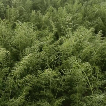 回香大量有货了，质量杠杠的，价格实惠，需要的联系