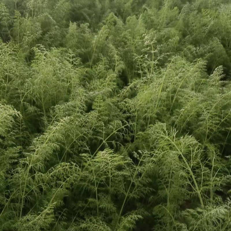 回香大量有货了，质量杠杠的，价格实惠，需要的联系