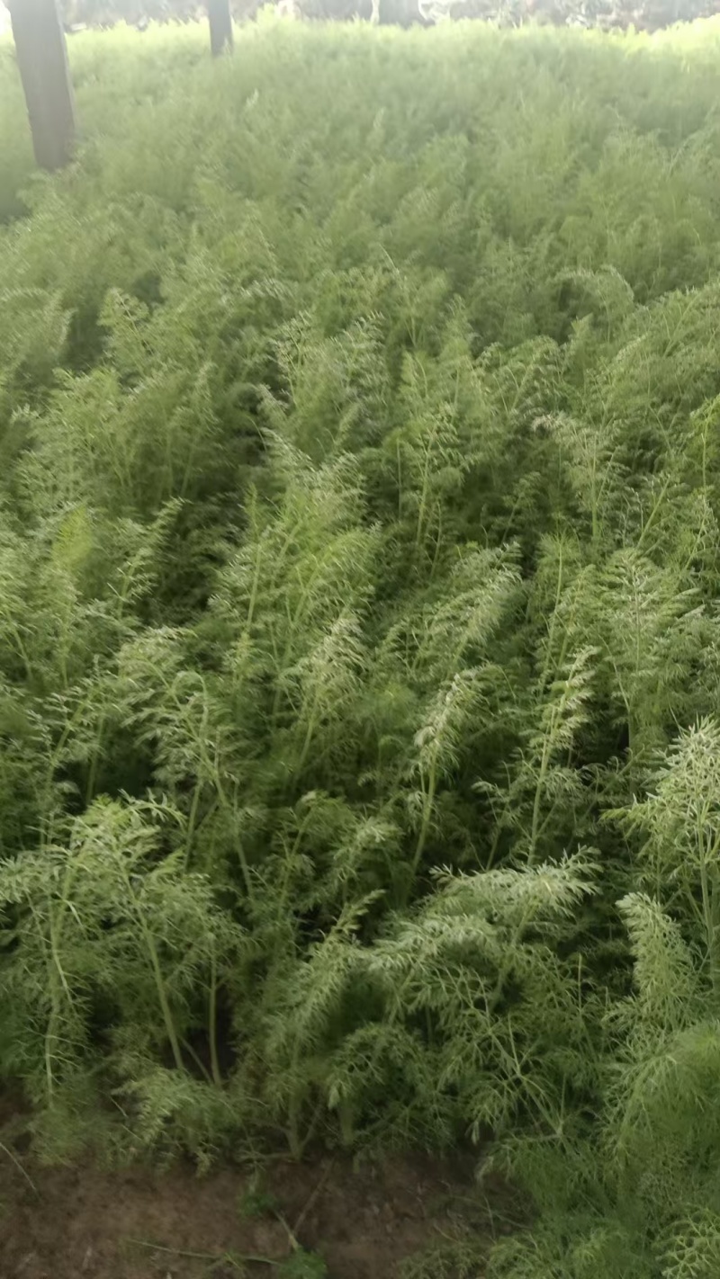 回香大量有货了，质量杠杠的，价格实惠，需要的联系