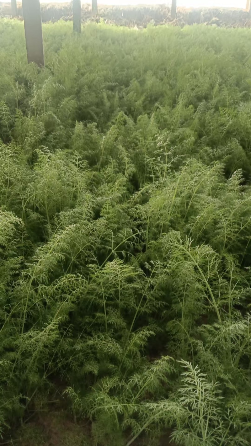 回香大量有货了，质量杠杠的，价格实惠，需要的联系