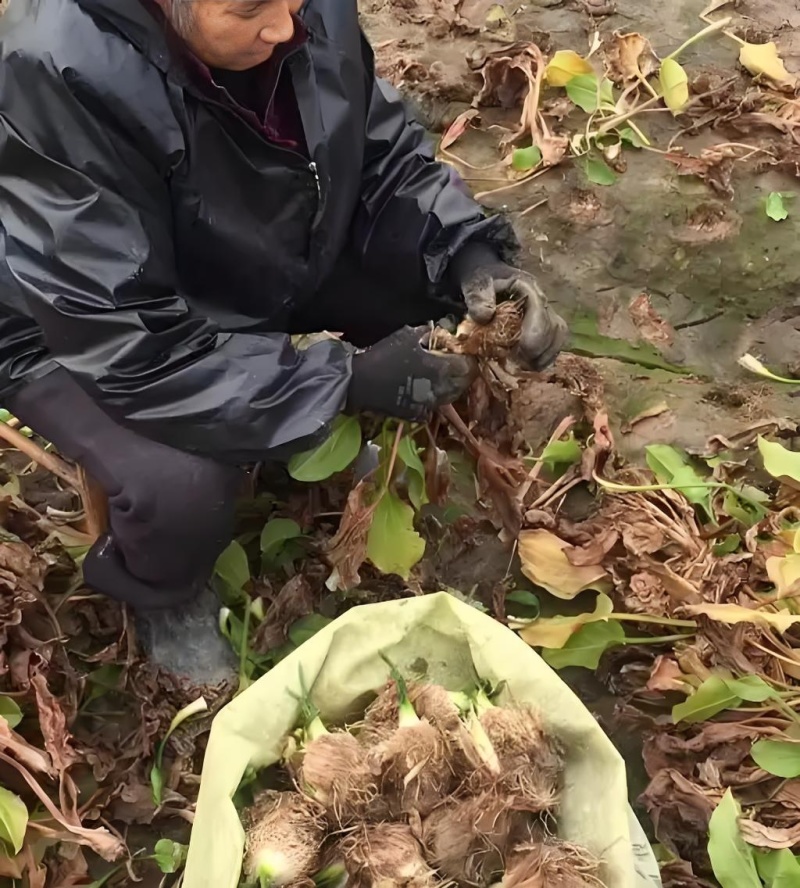 泽泻，高品质，高含药量，基地直发，干货切片可定制