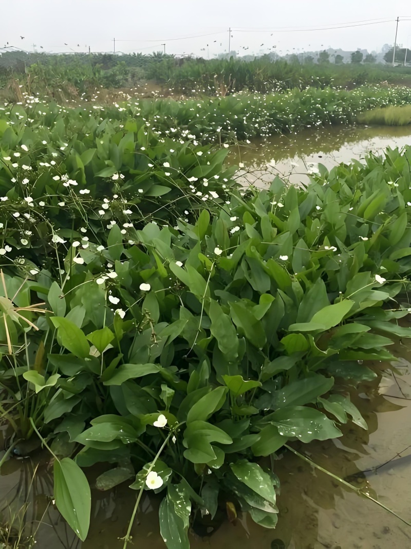 泽泻，高品质，高含药量，基地直发，干货切片可定制