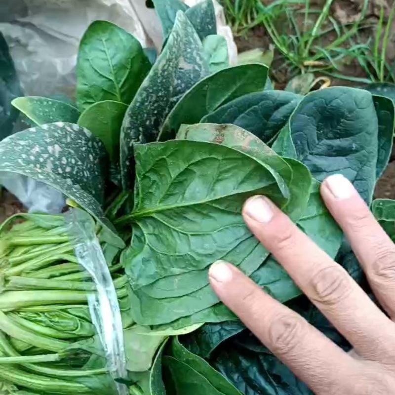 菠菜