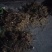 云南纯野生重楼