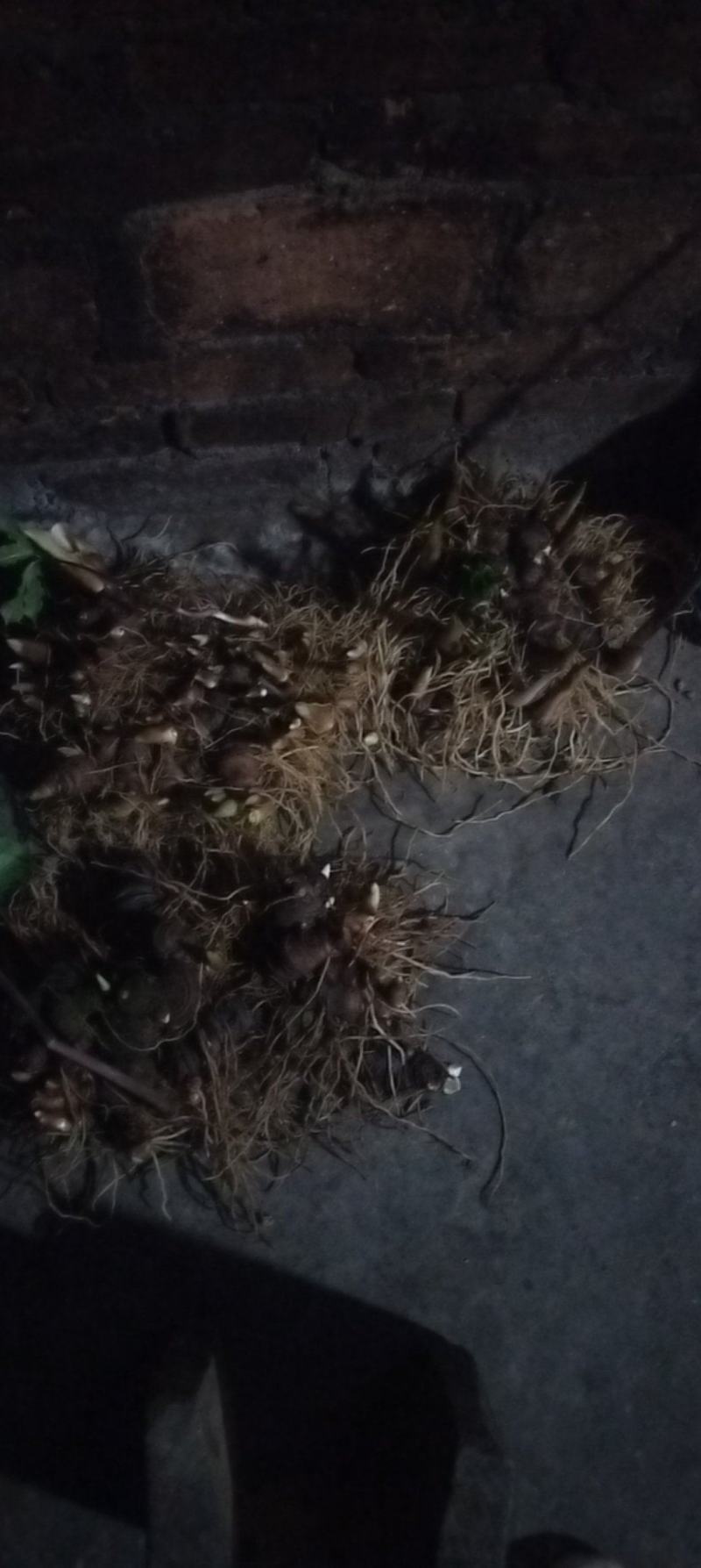 云南纯野生重楼