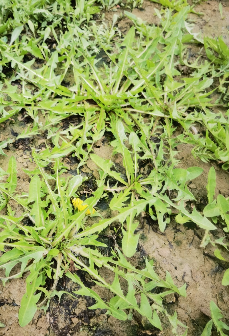 【热卖推荐】大地野生婆婆丁产地直发可视频看货量大优惠