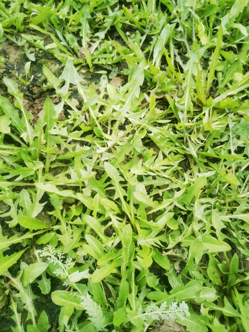 【热卖推荐】大地野生婆婆丁产地直发可视频看货量大优惠