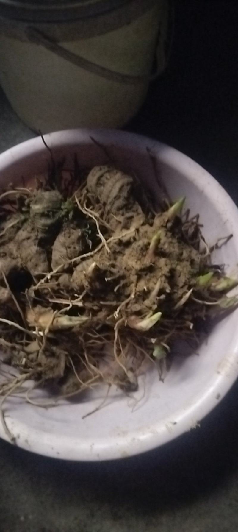 云南纯野生重楼