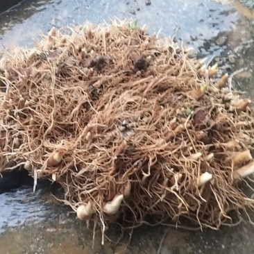 云南纯野生重楼