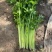 山东芹菜大量上市欢迎新老客户前来看货