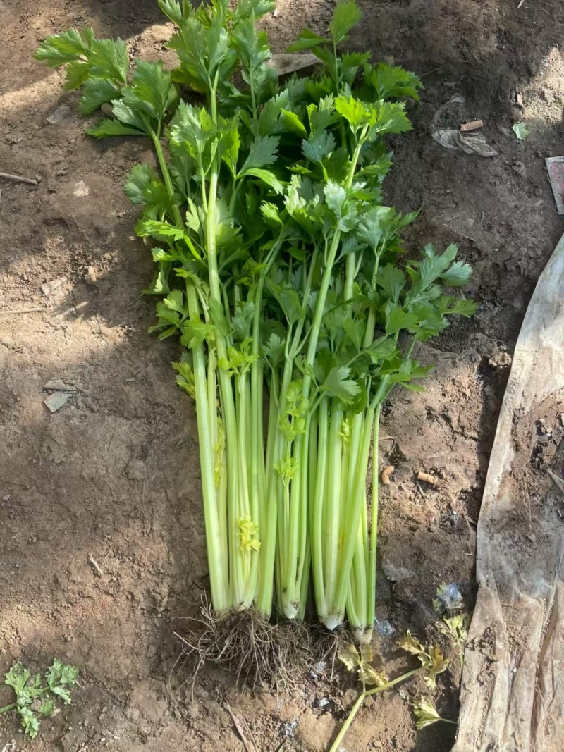 山东芹菜大量上市欢迎新老客户前来看货