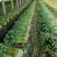 山东芹菜大量上市欢迎新老客户前来看货