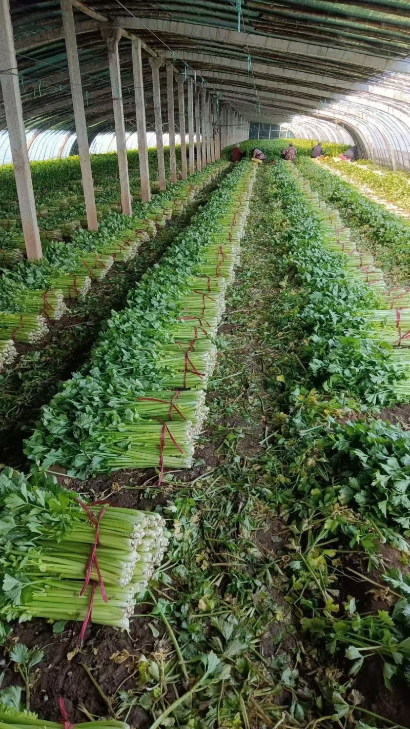 山东芹菜大量上市欢迎新老客户前来看货