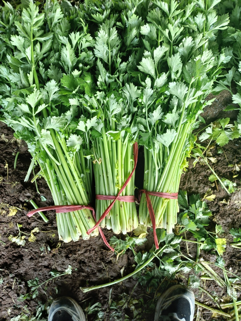 山东芹菜大量上市欢迎新老客户前来看货
