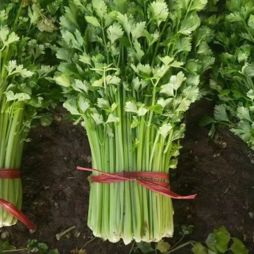 山东芹菜大量上市欢迎新老客户前来看货
