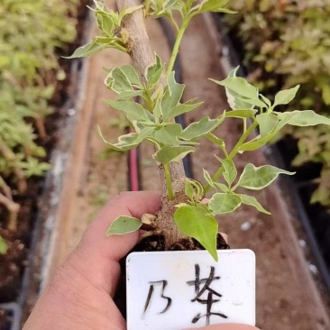 漳州三角梅基地，100多个品种小袋苗陆续上市。质优价美。
