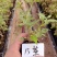 漳州三角梅基地，100多个品种小袋苗陆续上市。质优价美。