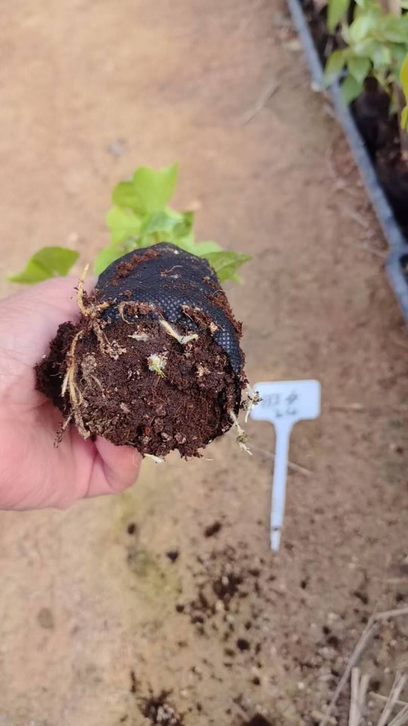 漳州三角梅基地，100多个品种小袋苗陆续上市。质优价美。