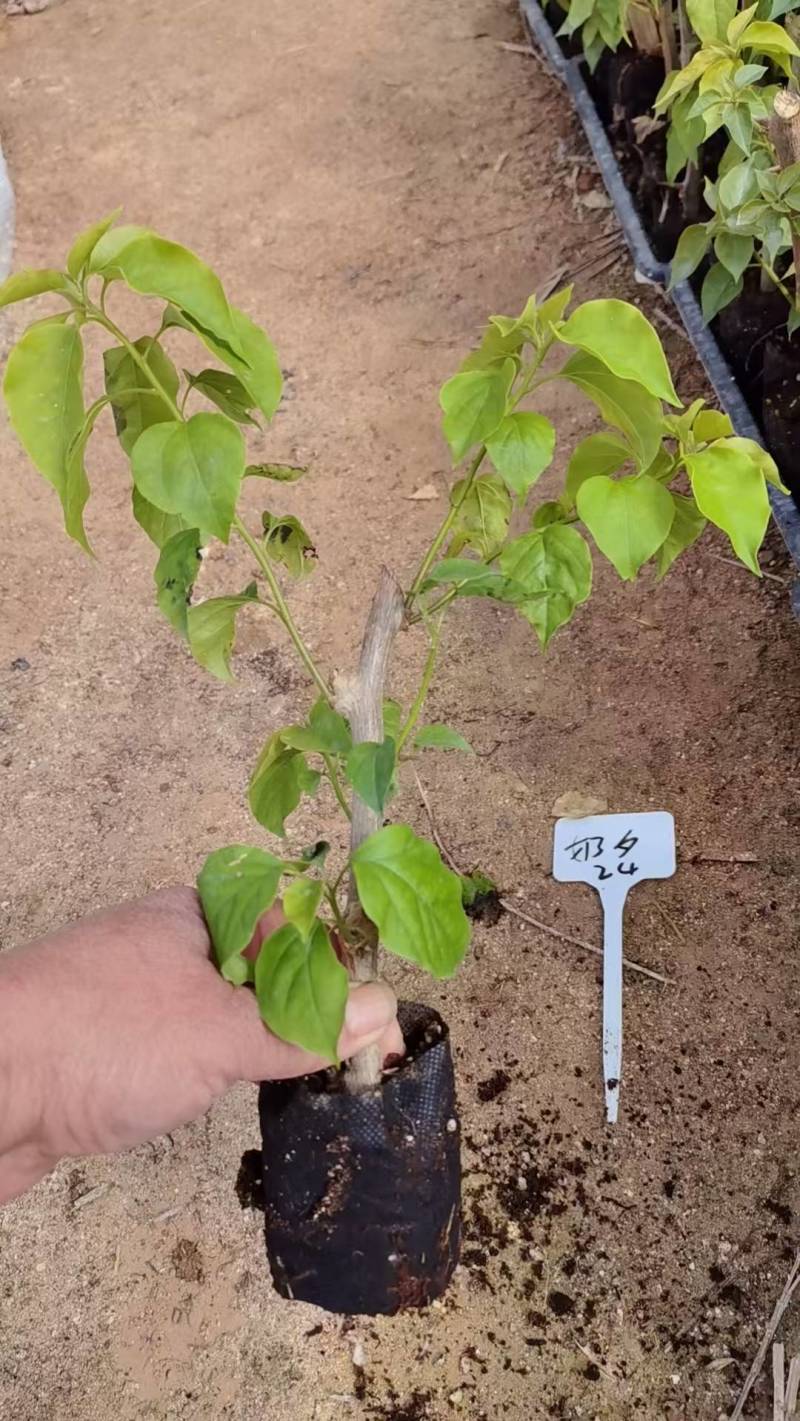 漳州三角梅基地，100多个品种小袋苗陆续上市。质优价美。