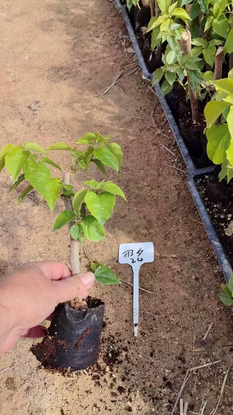 漳州三角梅基地，100多个品种小袋苗陆续上市。质优价美。