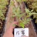 漳州三角梅基地，100多个品种小袋苗陆续上市。质优价美。